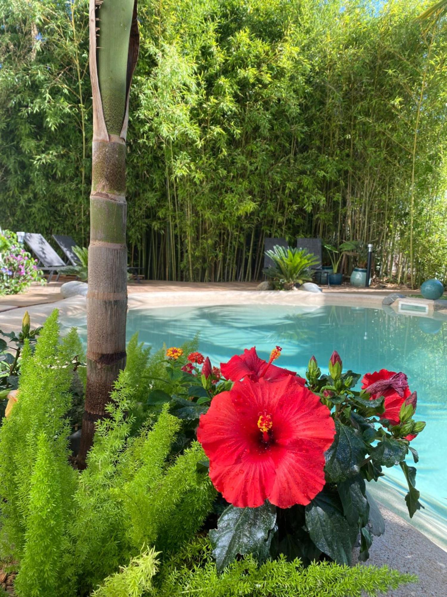 Appt Ambiance Chalet 2Ch Piscine Lagon Lejlighed Tarbes Eksteriør billede